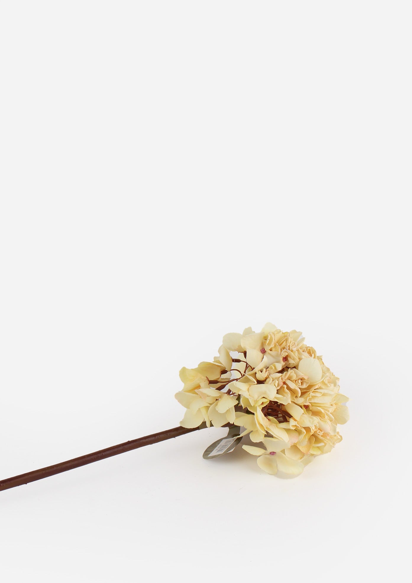 Dried Look Hydrangea