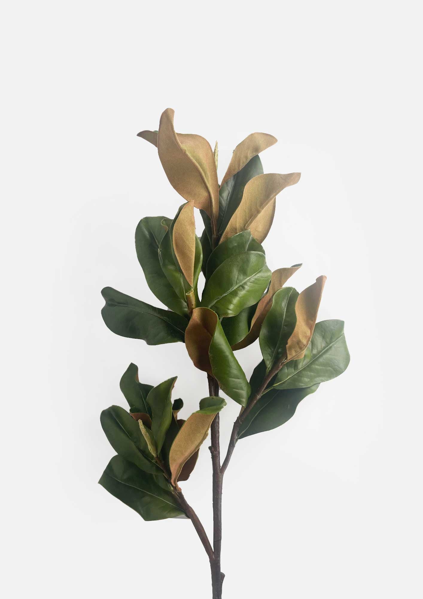 Giant Grandiflora Magnolia