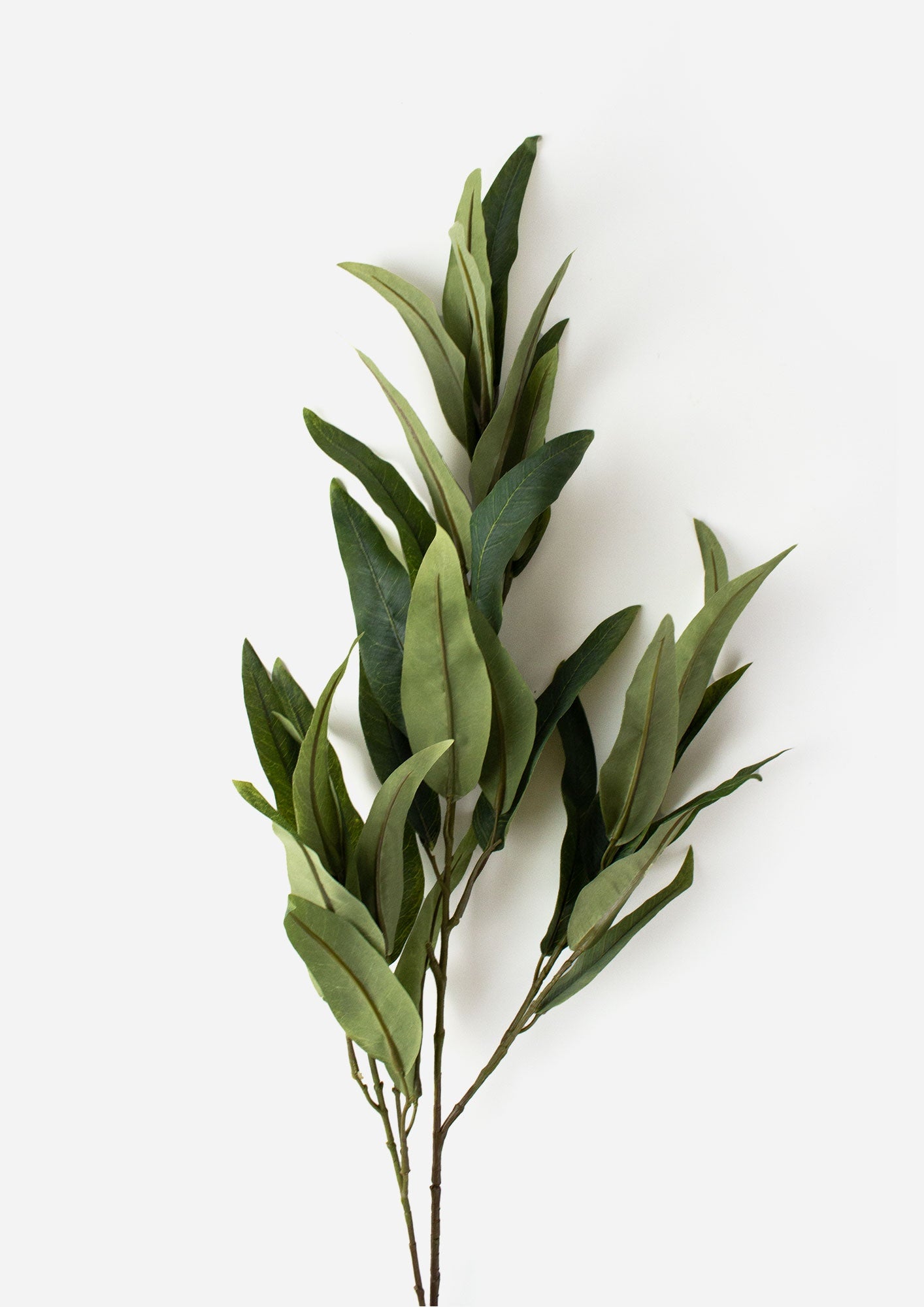 Gt Pointed Eucalyptus Branch