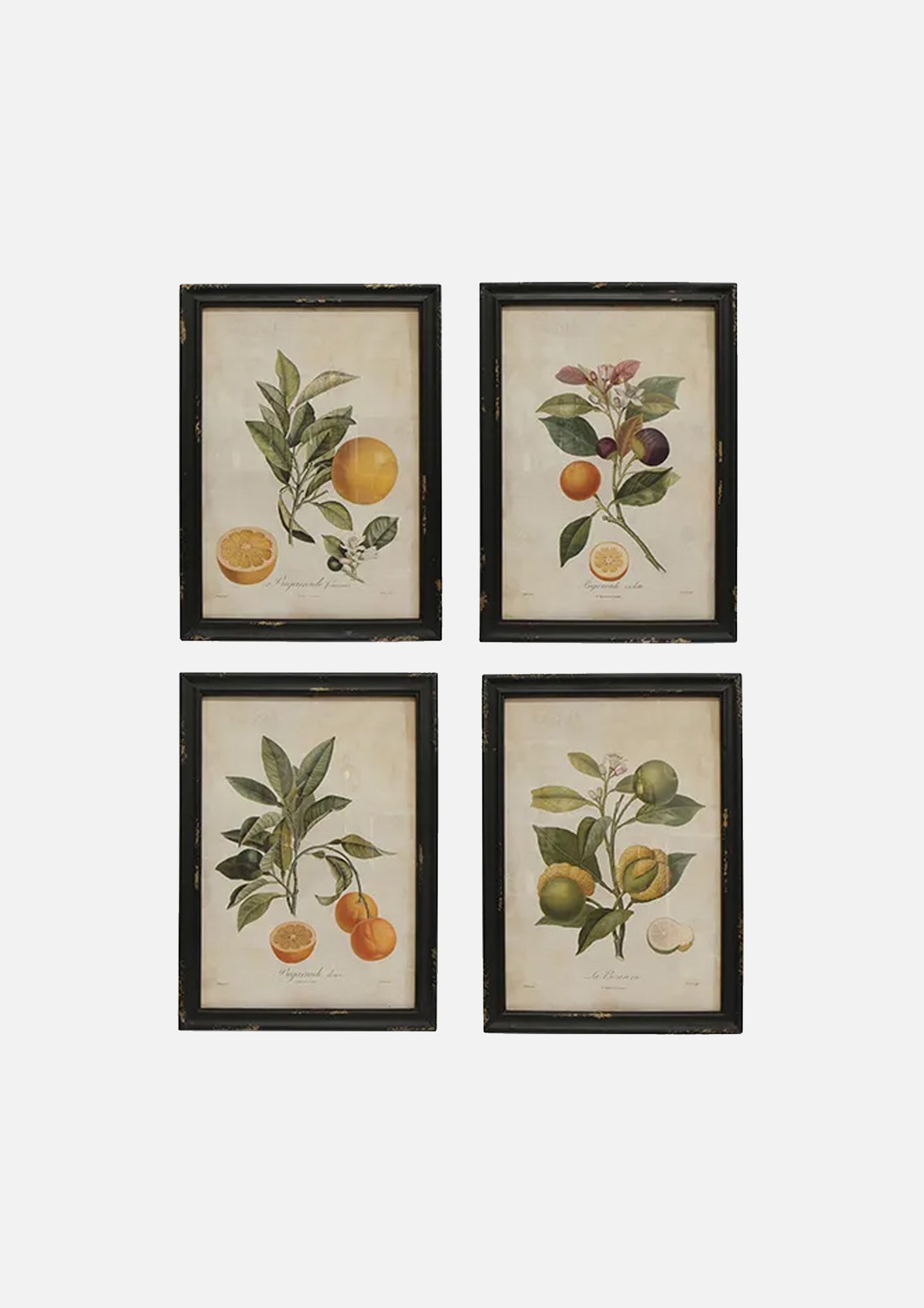 Botanical Wall Art
