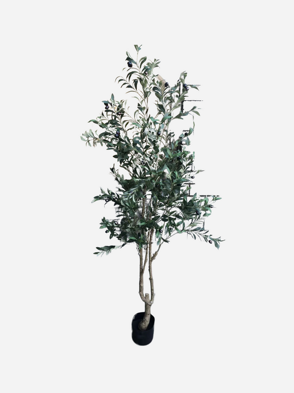 Amina Olive Tree - 180cm