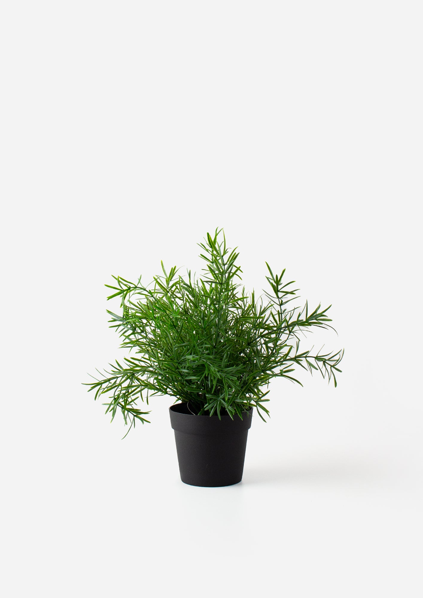 Asparagus Fern Bush