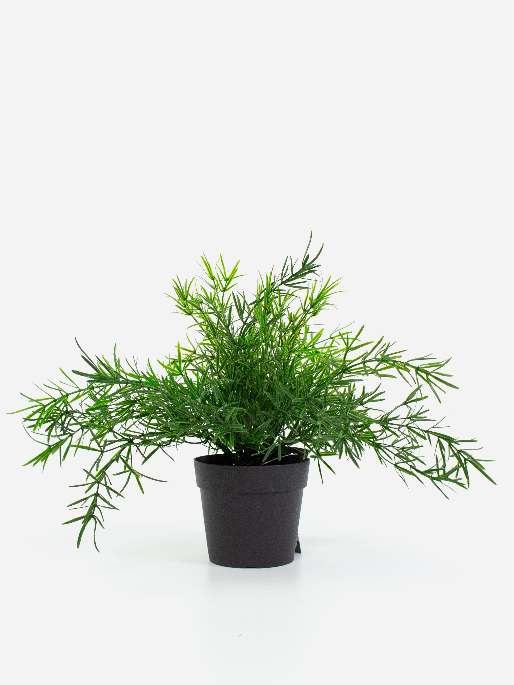 Asparagus Fern Bush