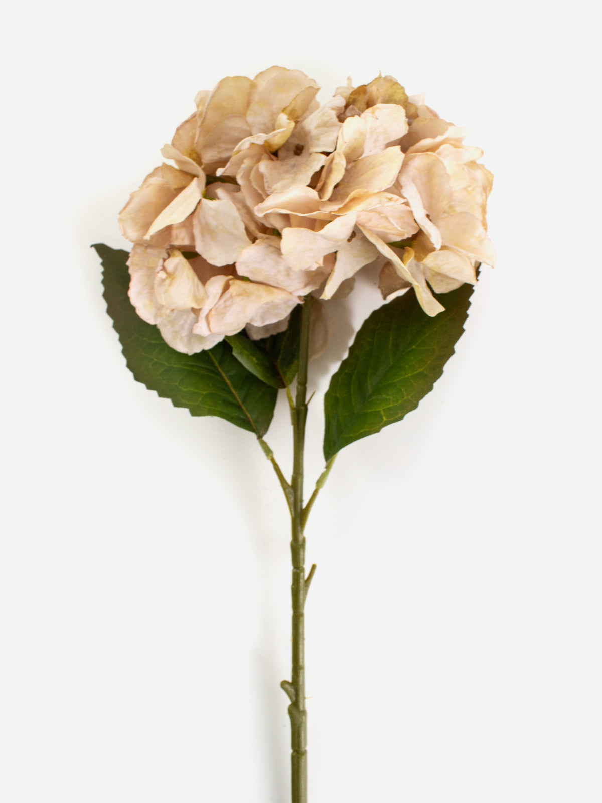 Ball Hydrangea