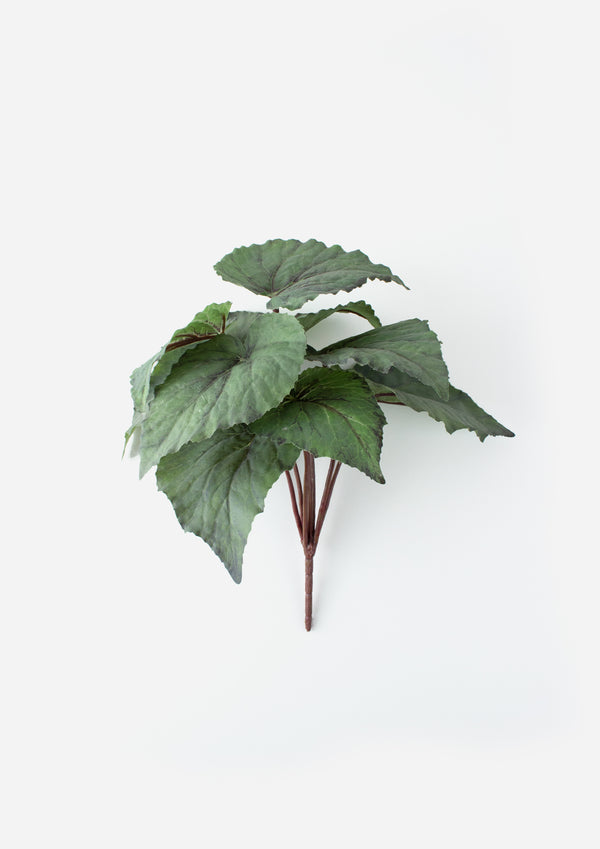 Begonia Bush Small Grey/Green