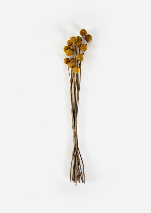 Billy Buttons Dried Floral Bunch