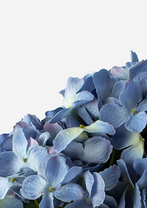 Blue Hydrangea Bush