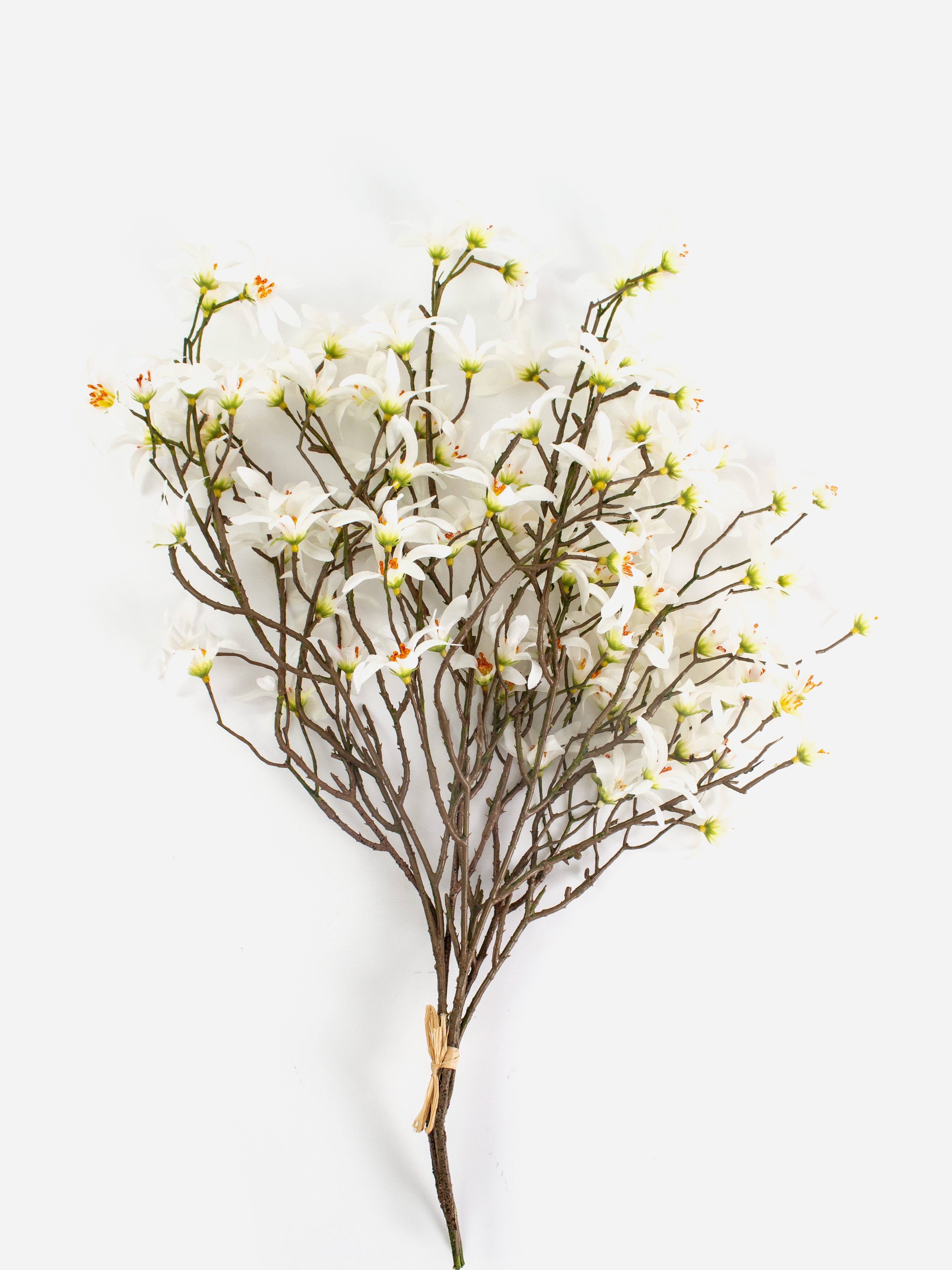 Clematis Bush