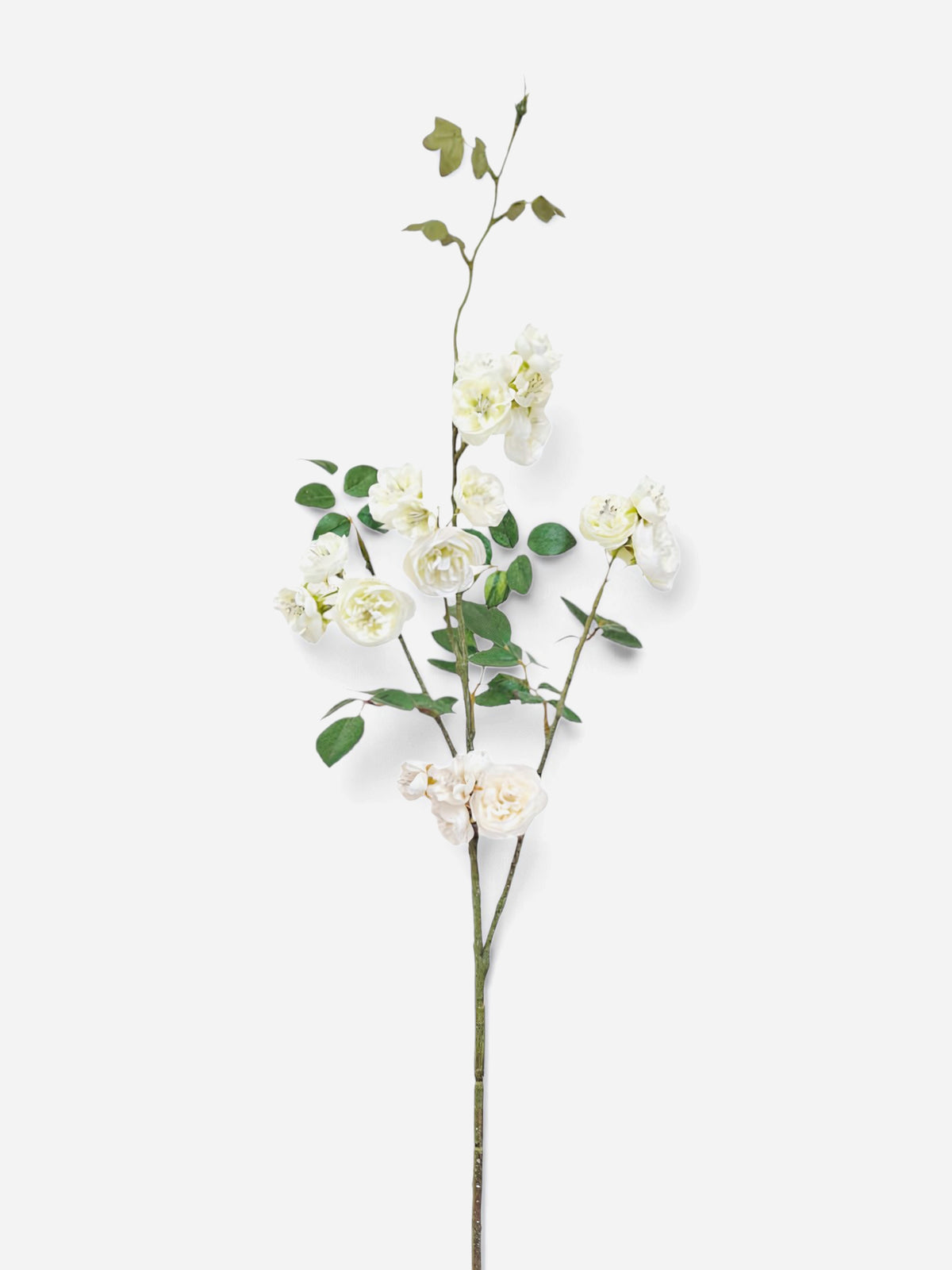 Climbing Rose