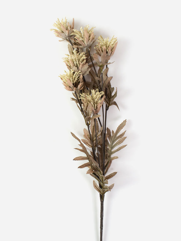 Dried Look Milk Thistle