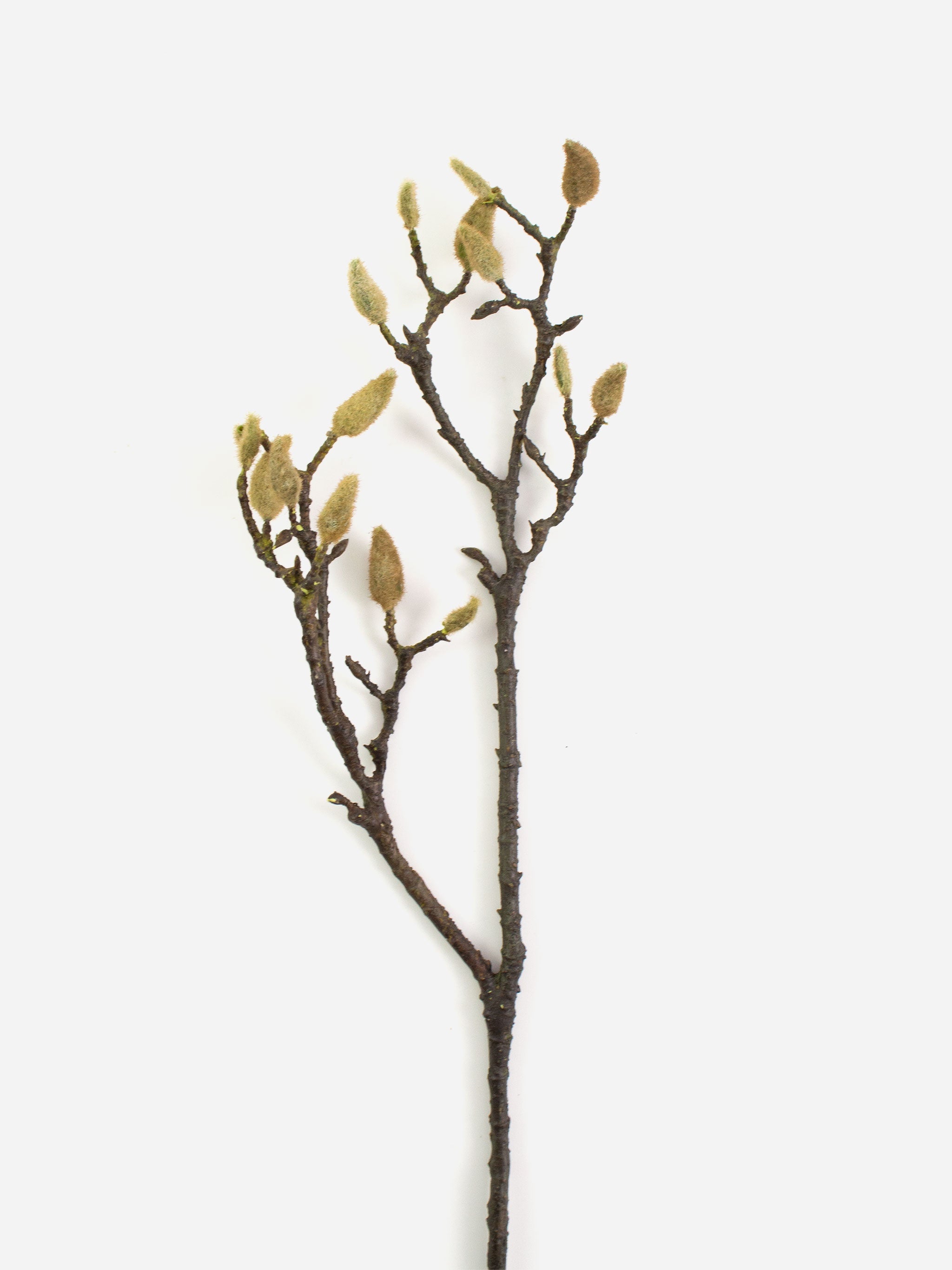 Early Magnolia Twig