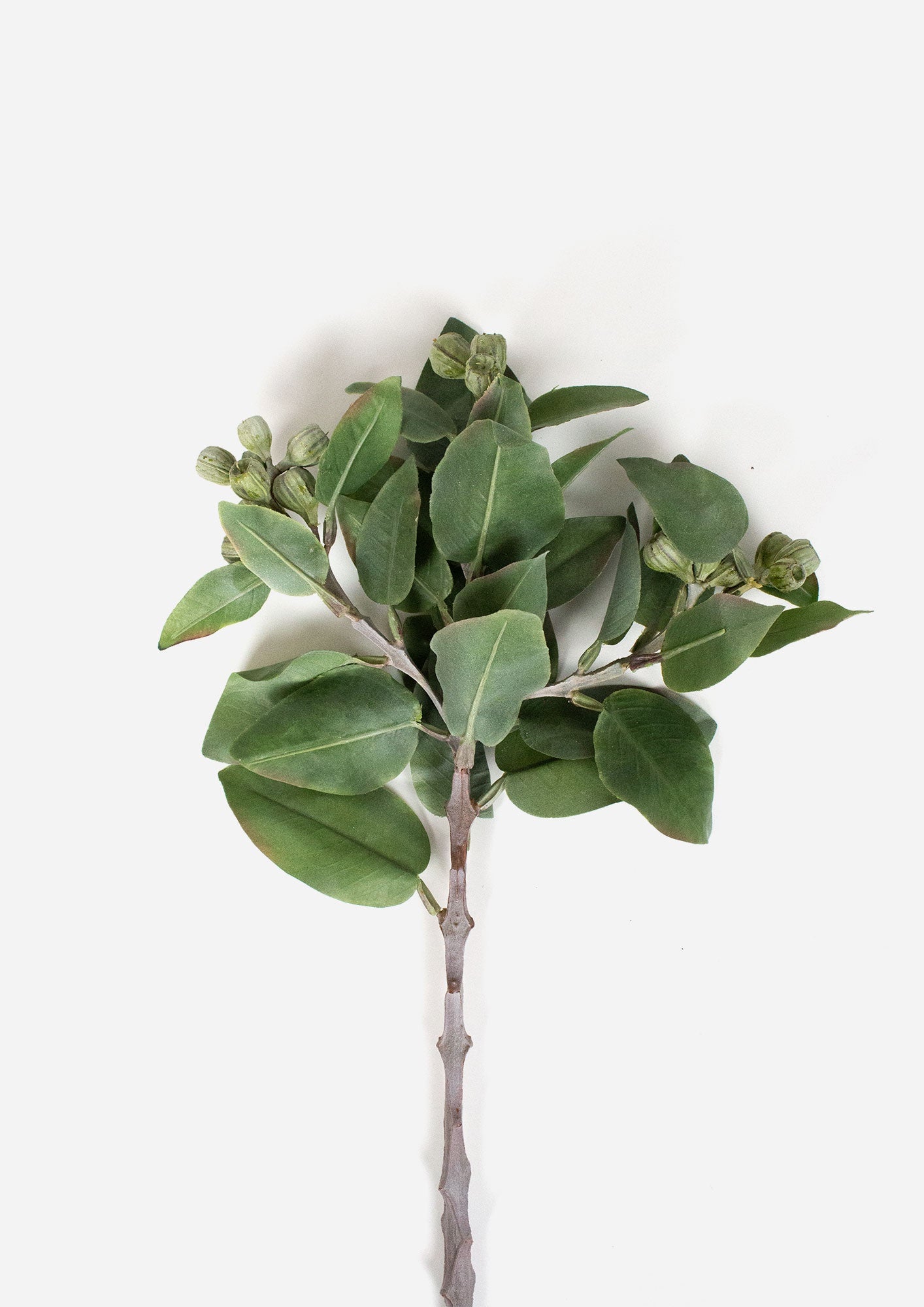 Eucalyptus Bush | Grey