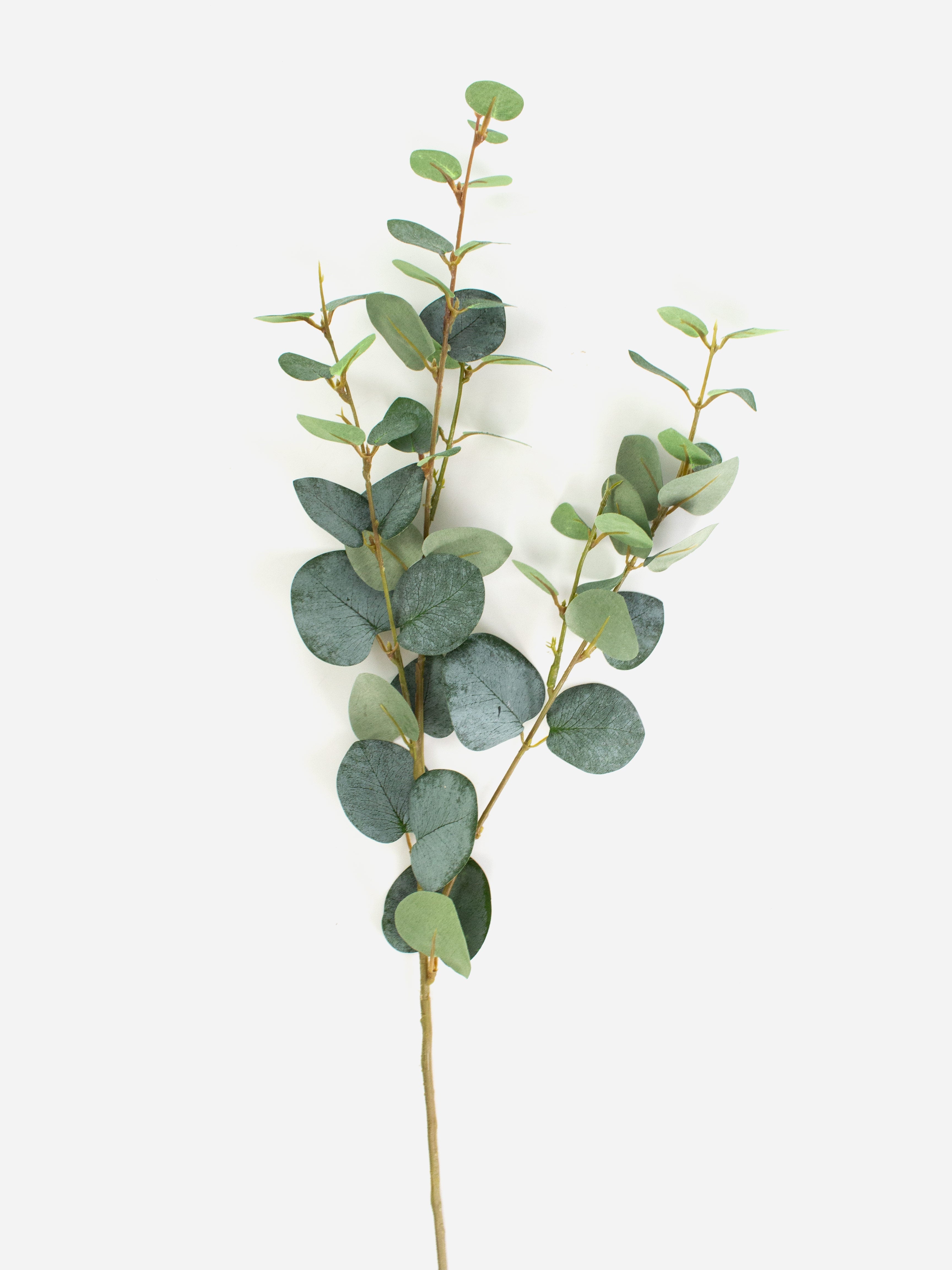 Eucalyptus Green Spray