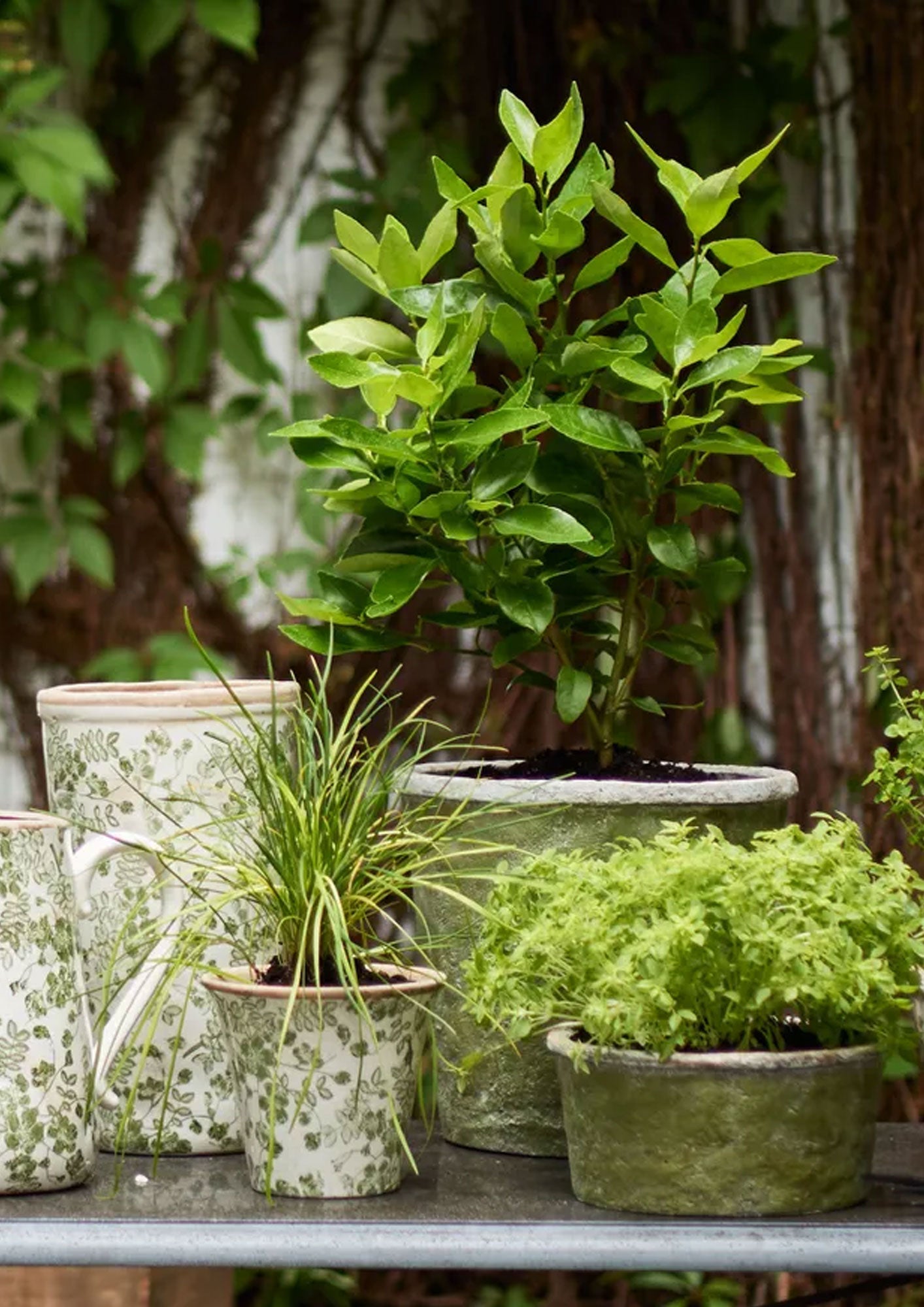Evergreen Wide Plant Pot