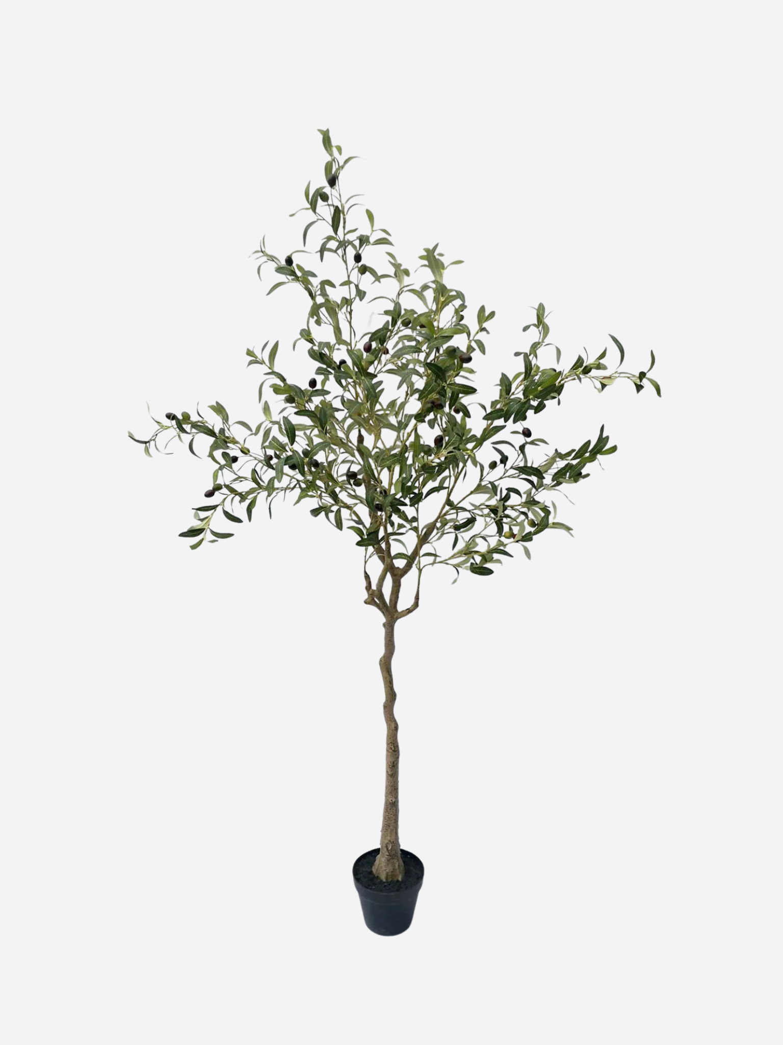 Kiera Olive Tree - 180cm