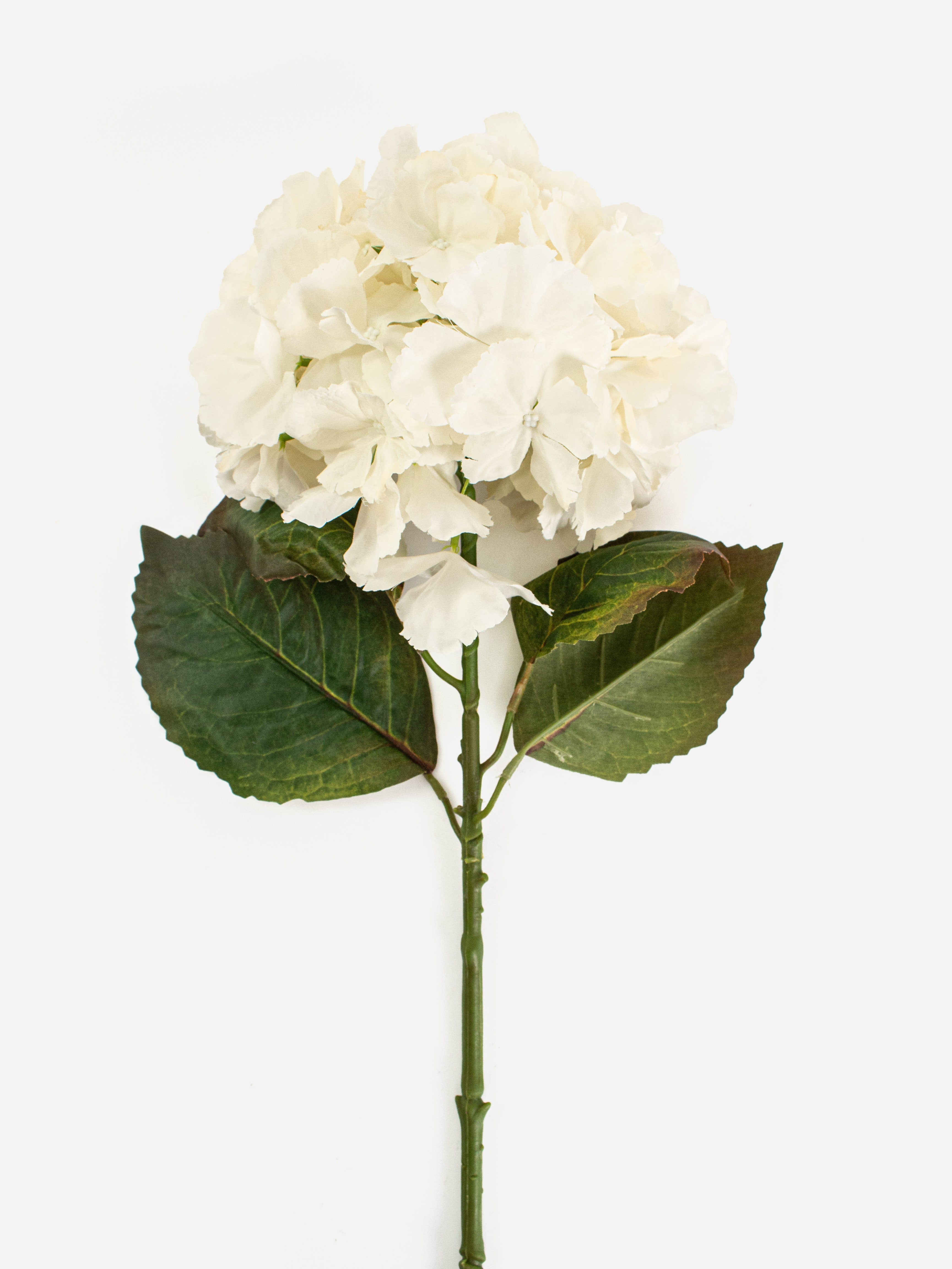 Large Ball Hydrangea