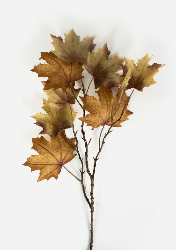 Late Autumn Rust Maple