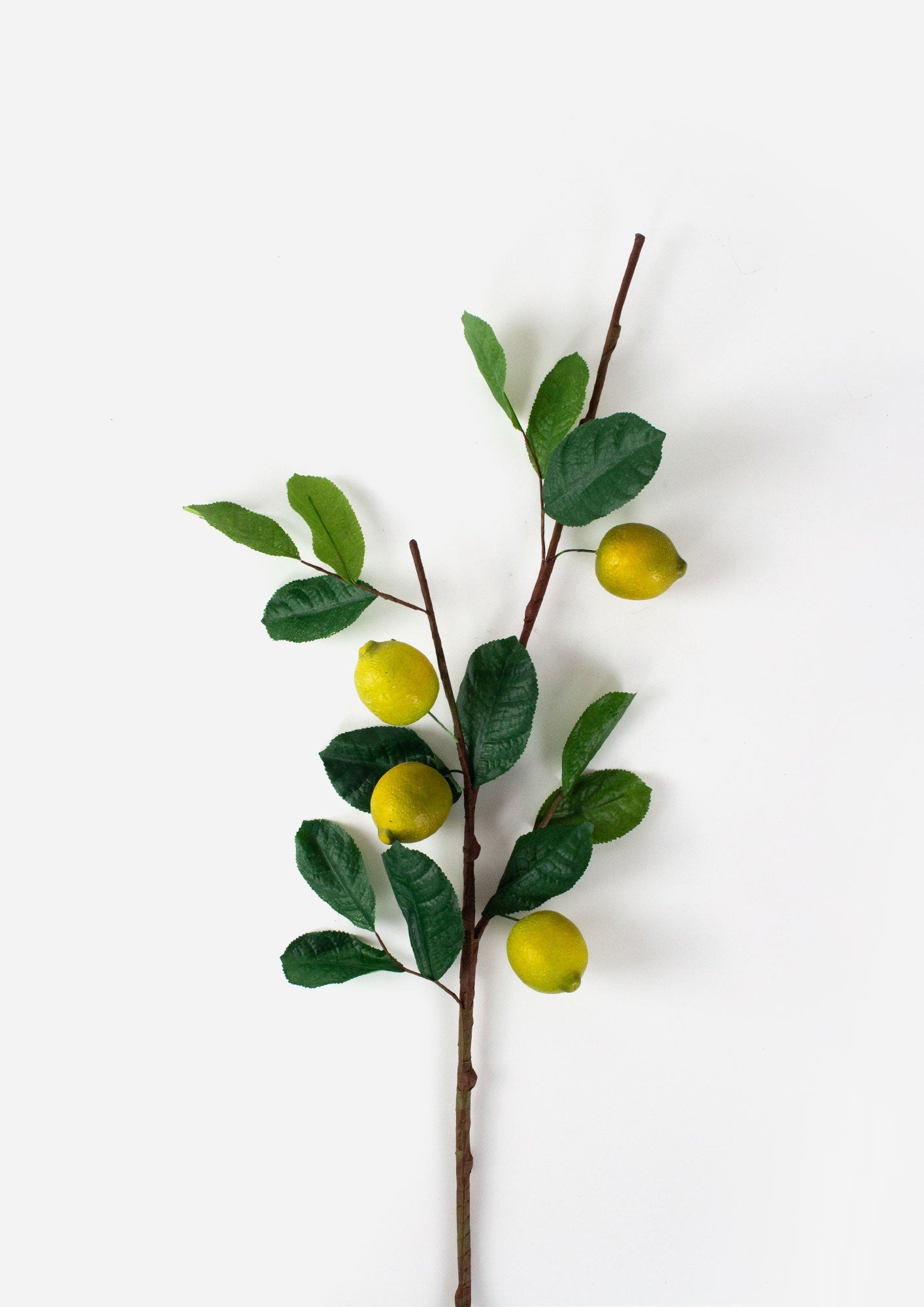 Lemon Branch