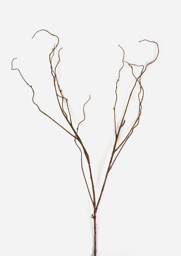 Medium Curly Willow