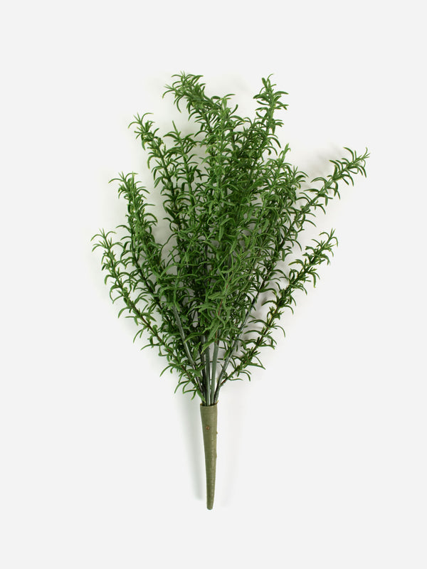 Medium Rosemary Bush