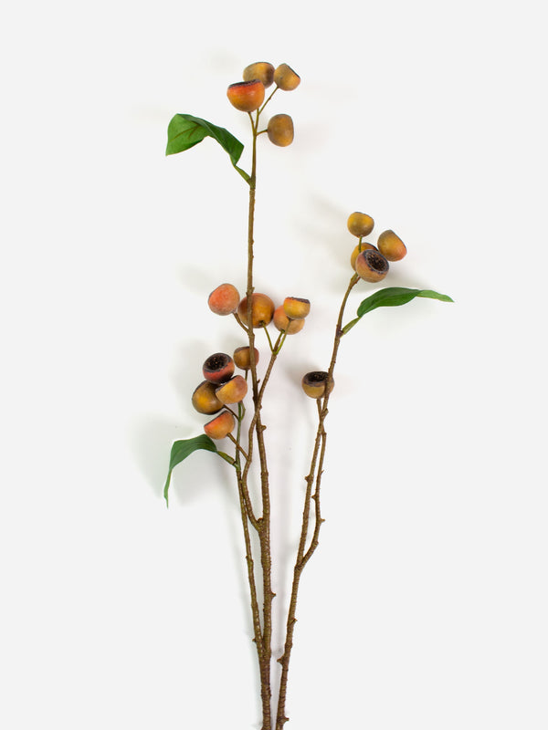 Medlar Branch