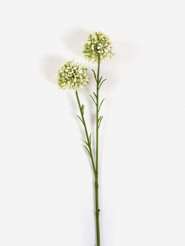 Mini Allium