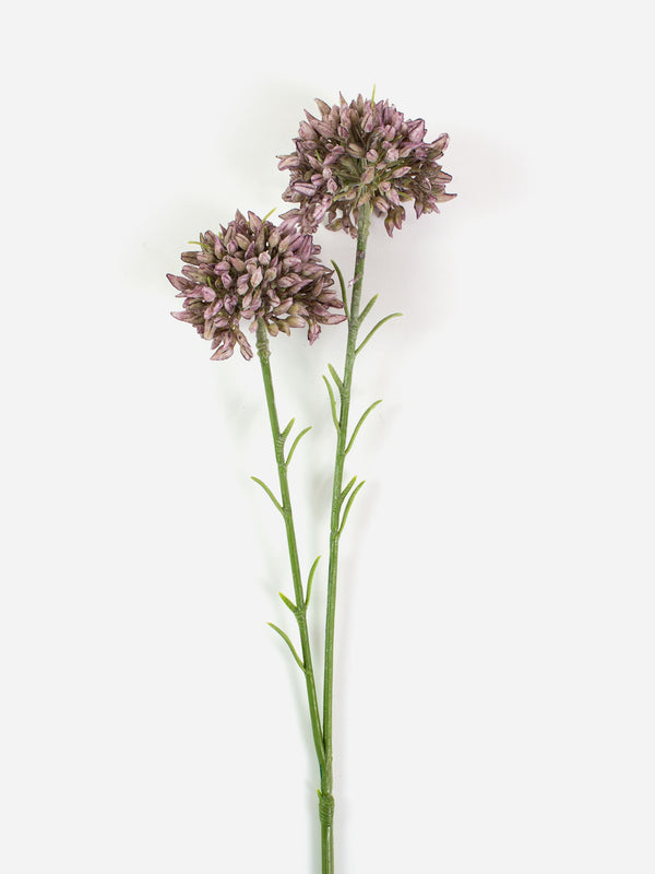 Mini Allium