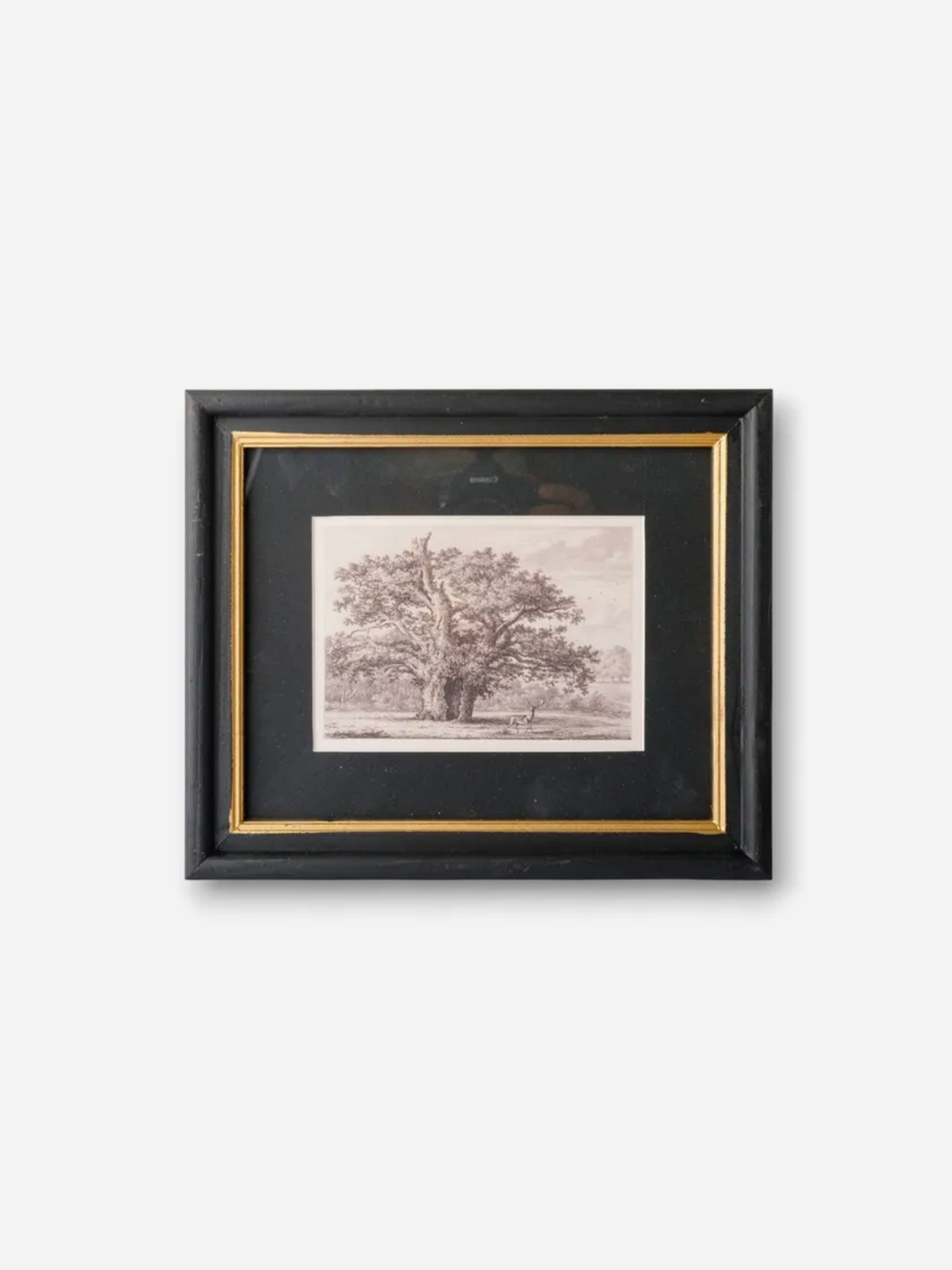 Oak Tree Pencil Wall Art