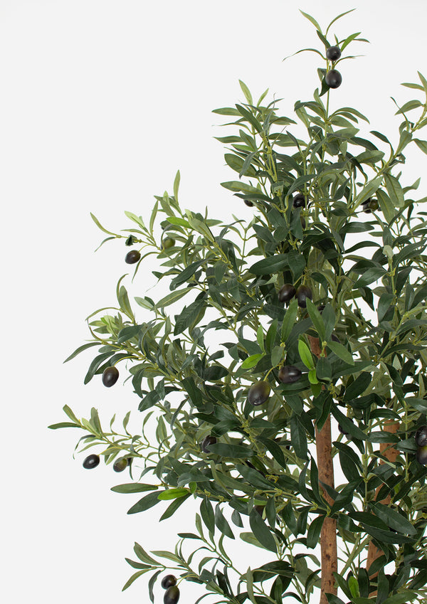 Ophelia Olive Tree - 180cm