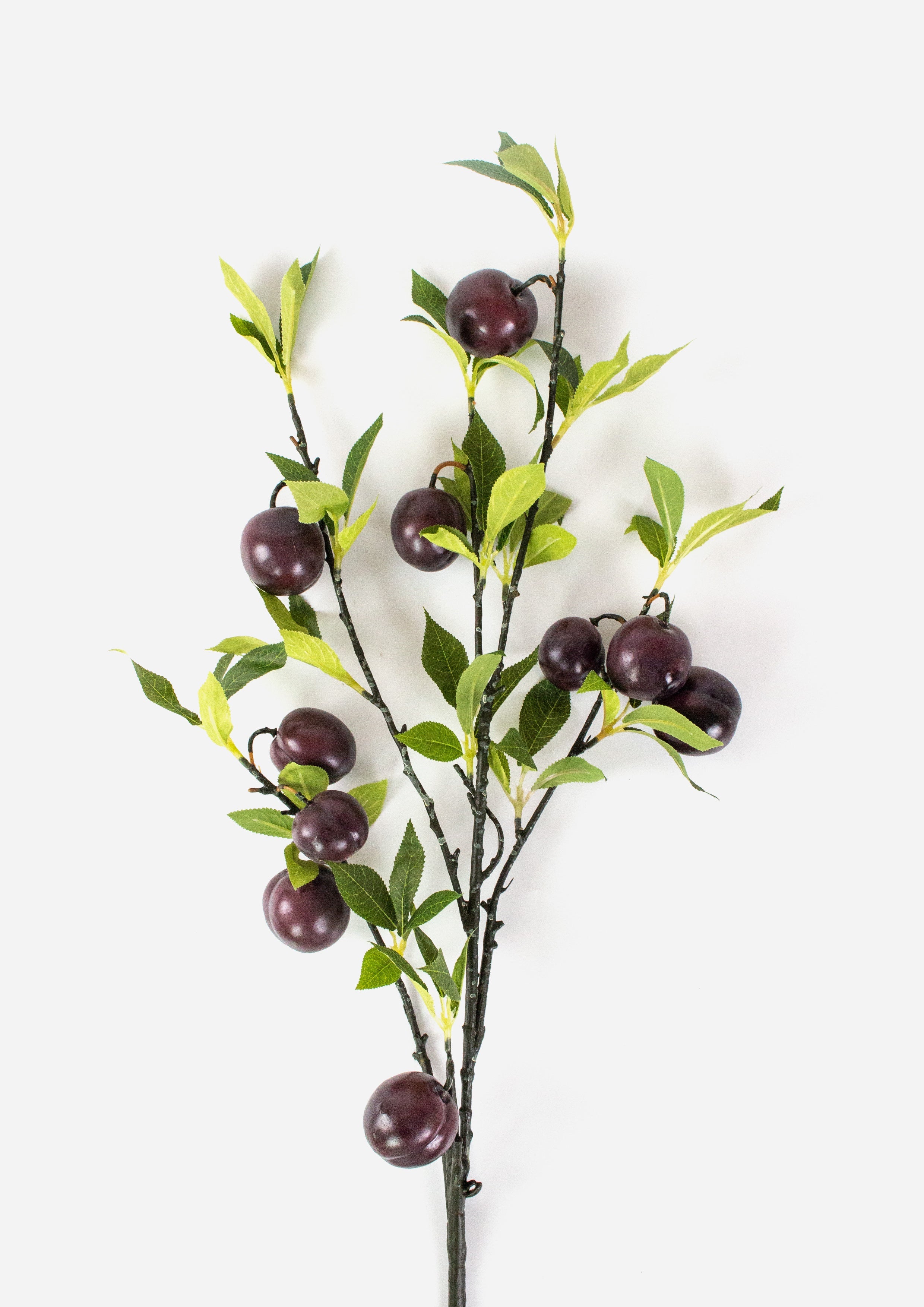 Tall Plum Branch