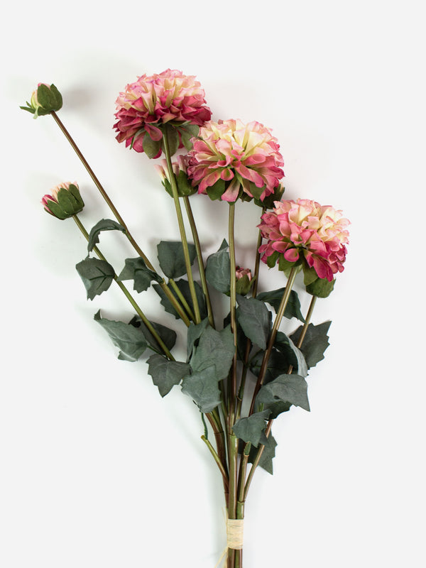 Pompom Dahlia Bundle