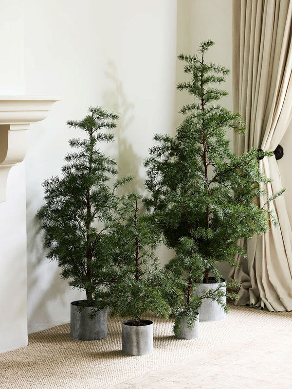 Potted Fraser Fir Tree