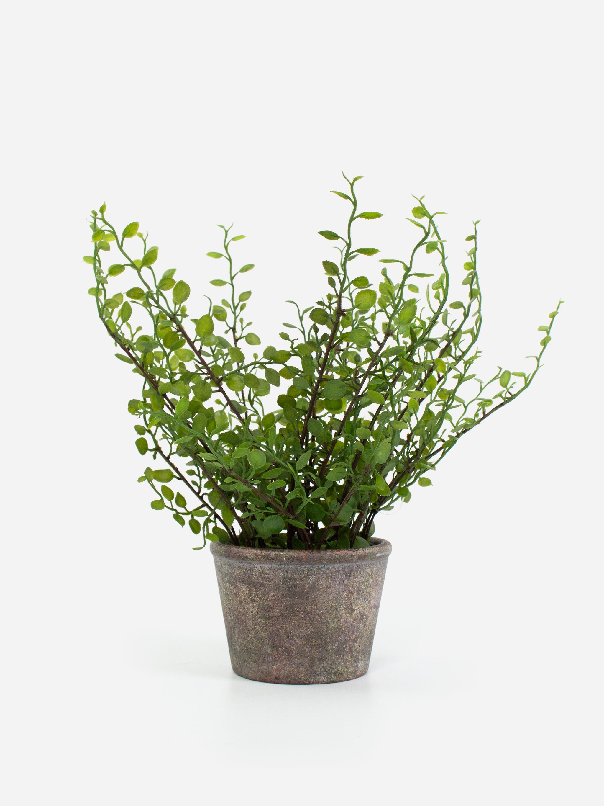 Potted Mini Leaf Plant