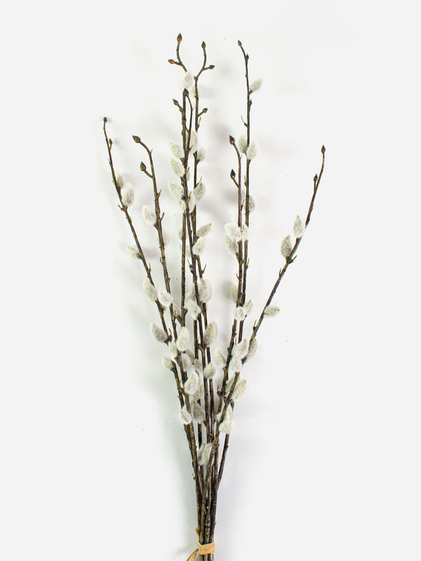 Pussy Willow Bundle