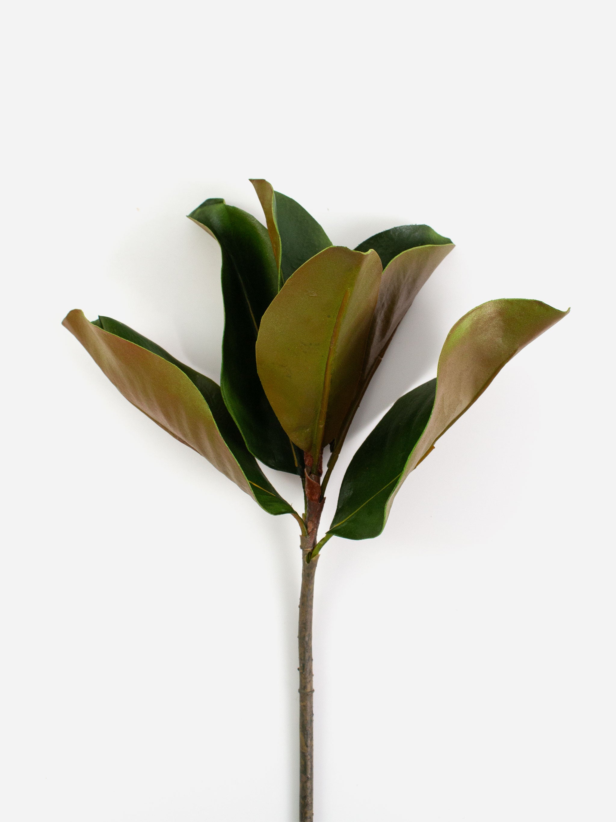 Rogue Short Magnolia Pick