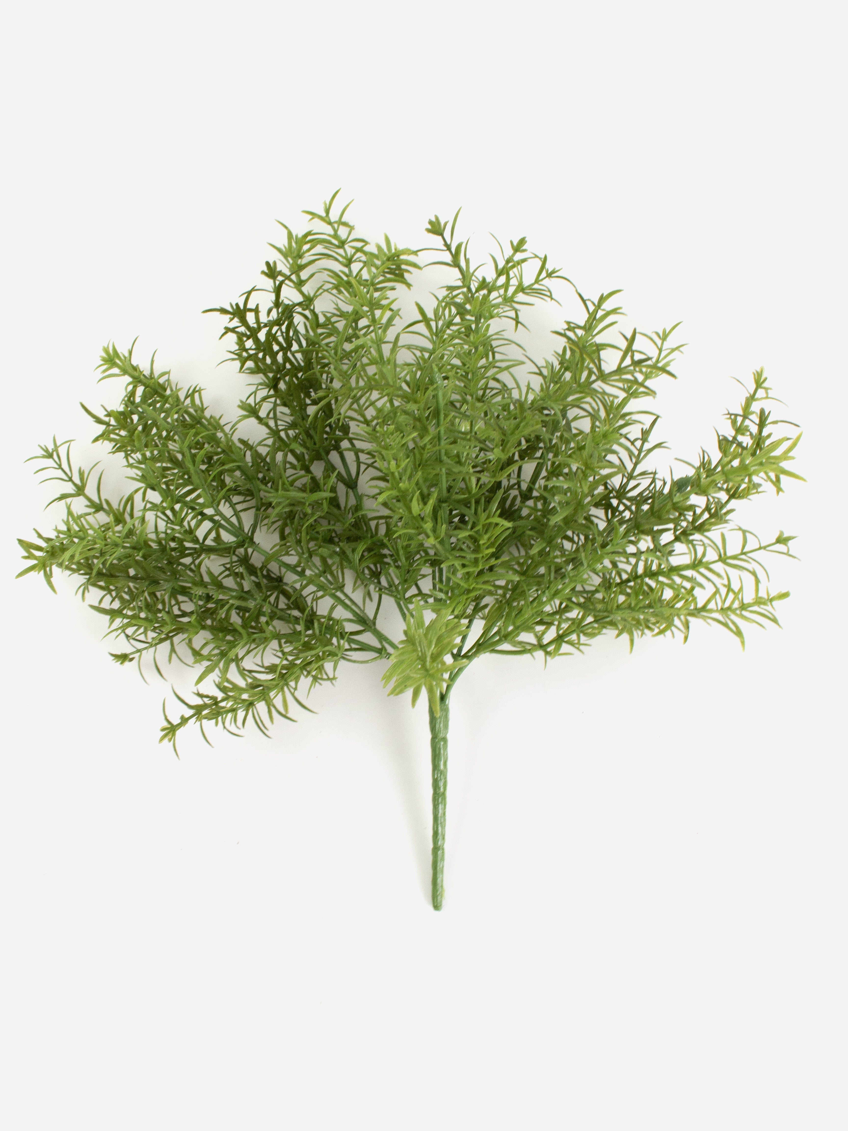 Rosemary Bush