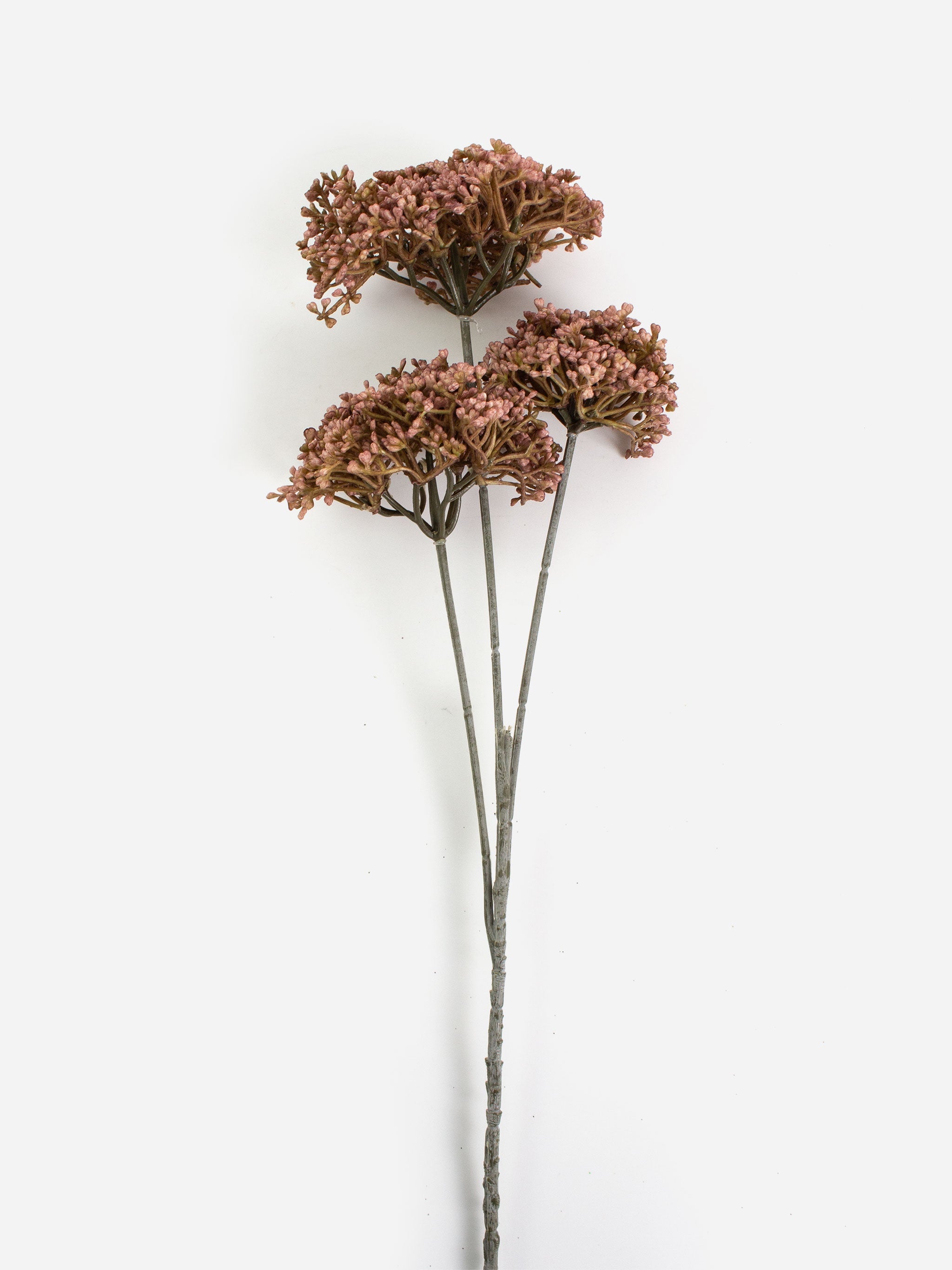 Sedum Pink Spray