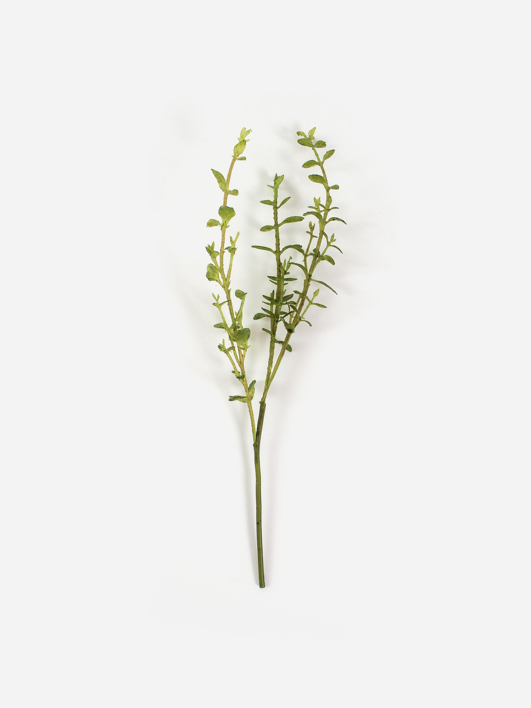 Thyme Vulgaris