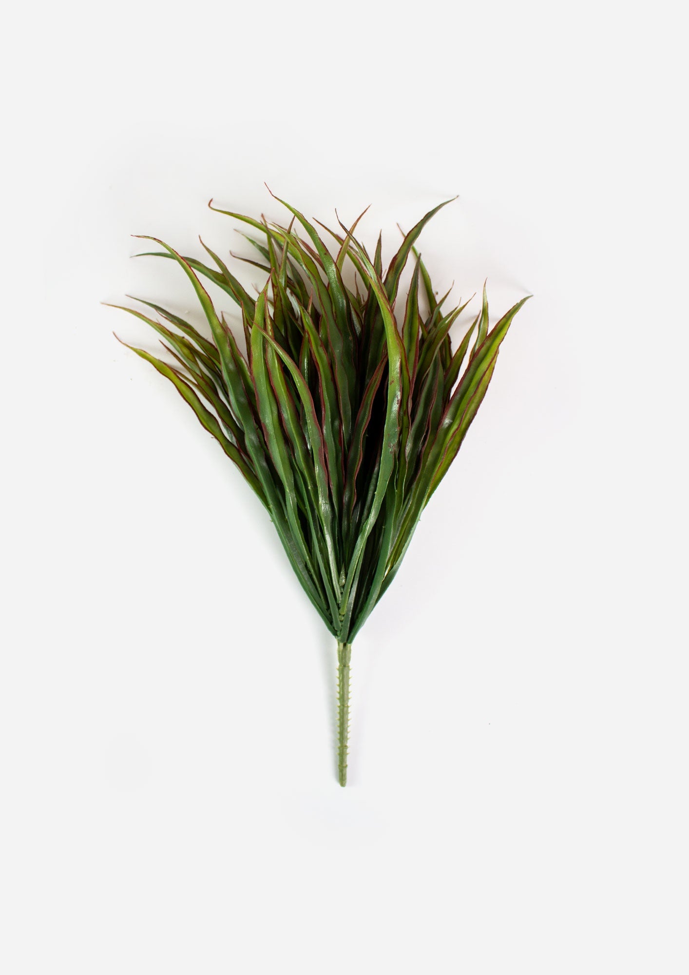 Vanilla Grass Bush