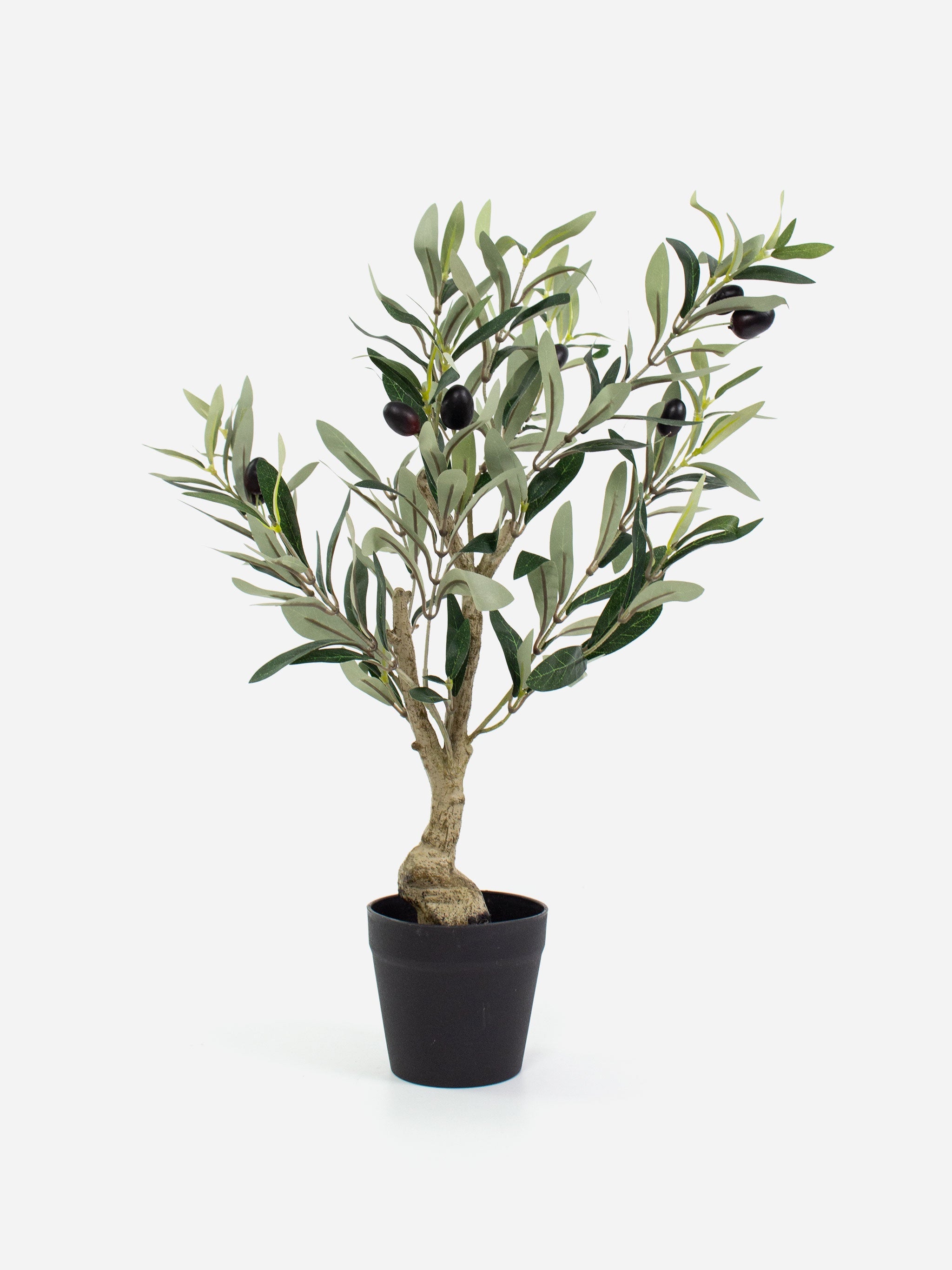 Petite Verde Olive Tree