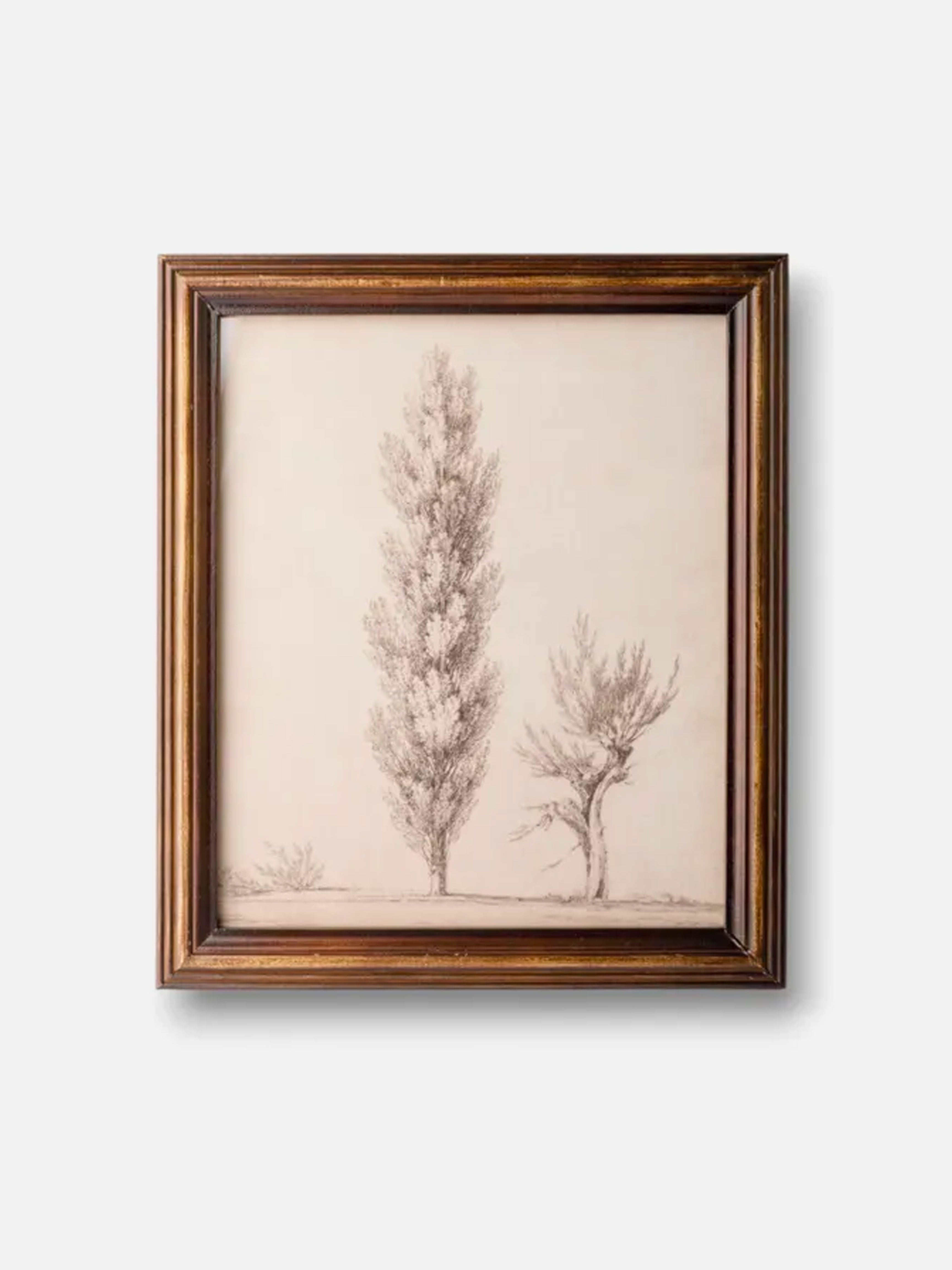 Vintage Poplar Tree Sketch Wall Art