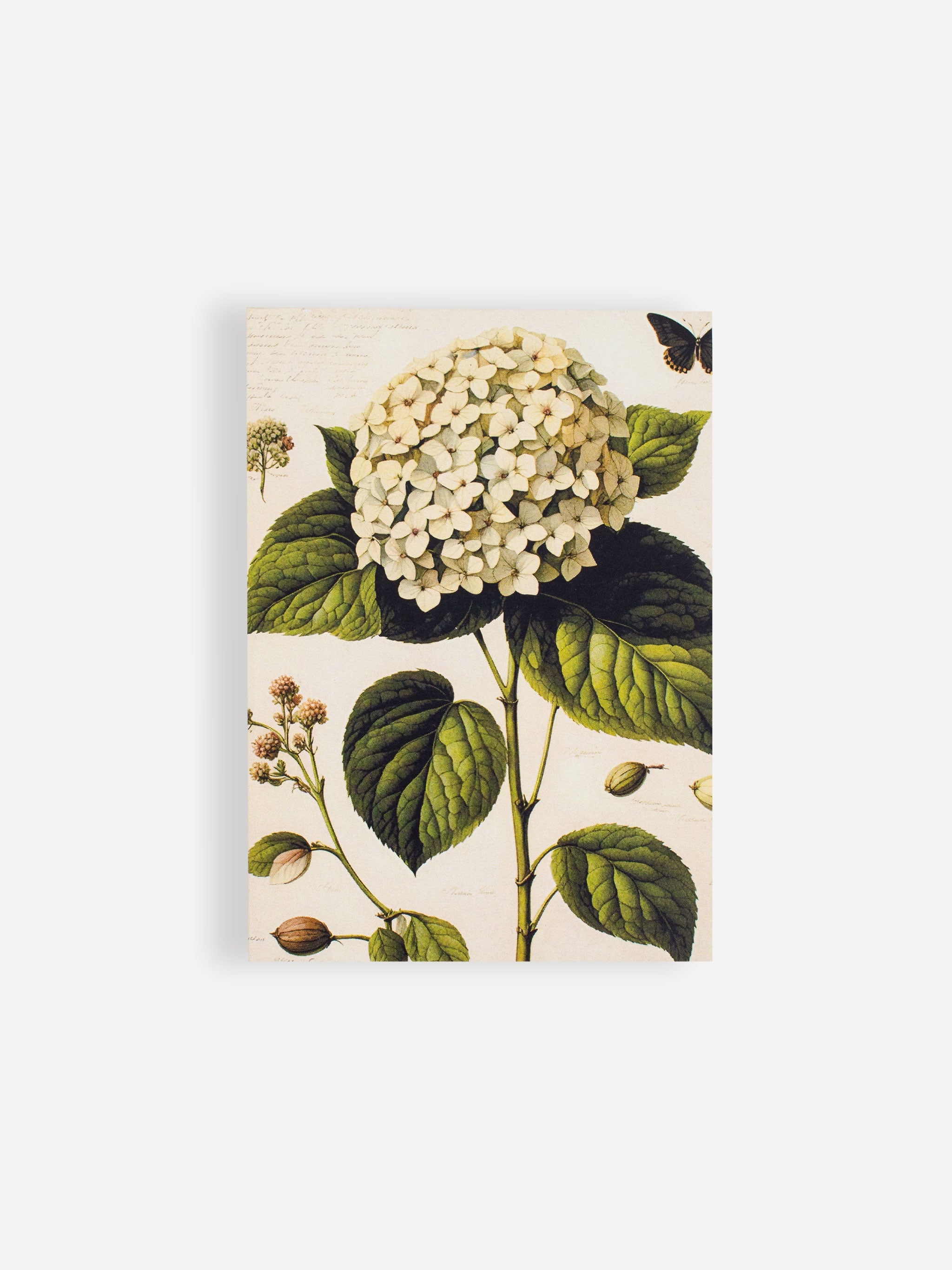 White Hydrangea Jotter Pad