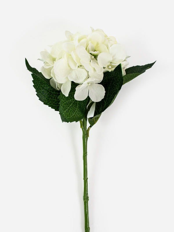 White Water Stem Hydrangea