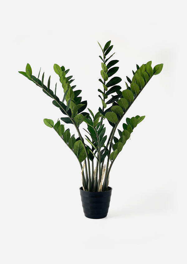 ZZ Potted Plant