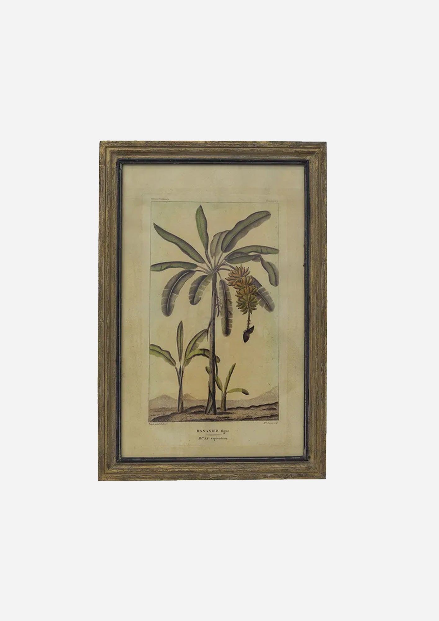 Banana Tree Wall Art