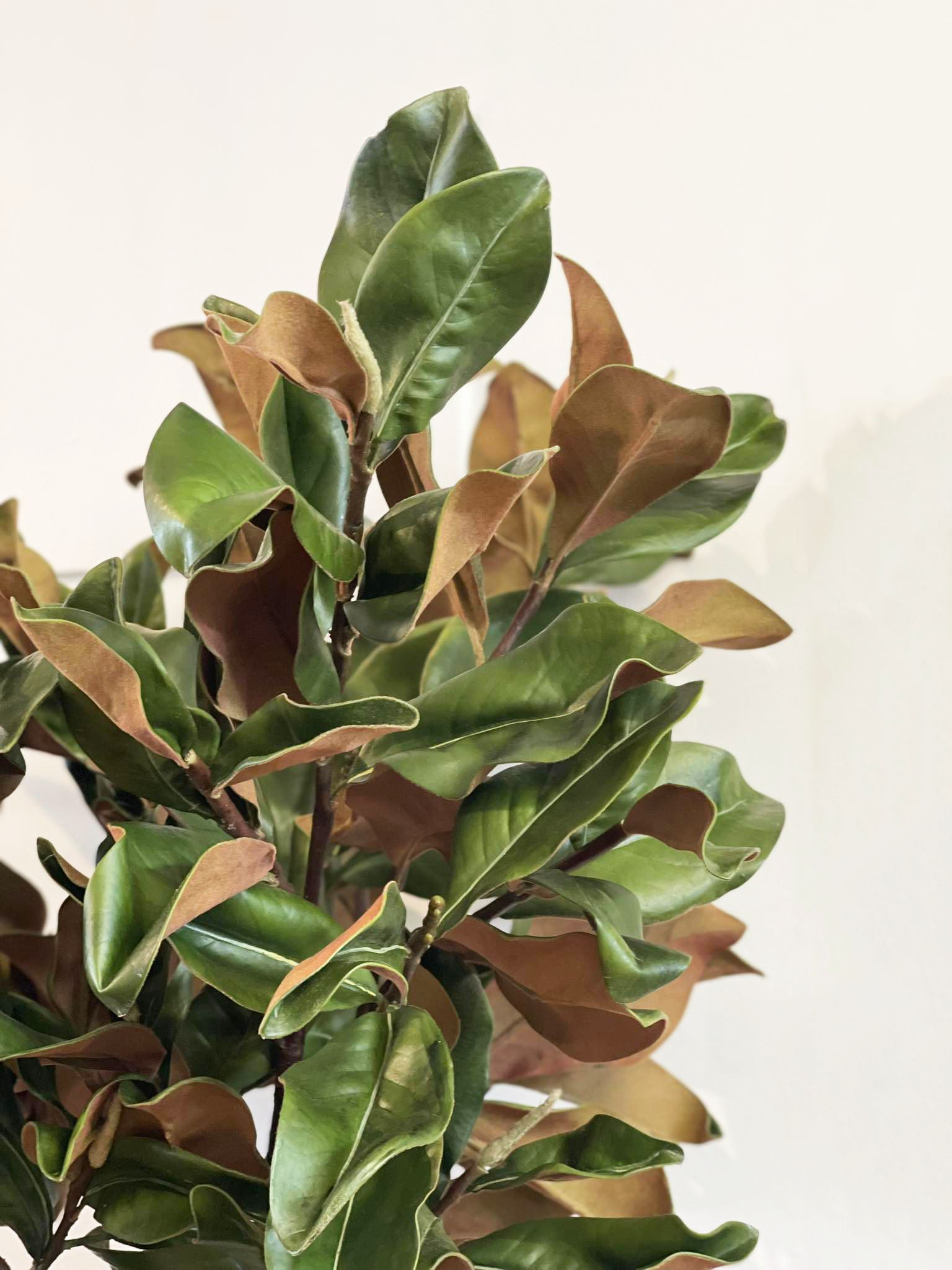 Giant Grandiflora Magnolia