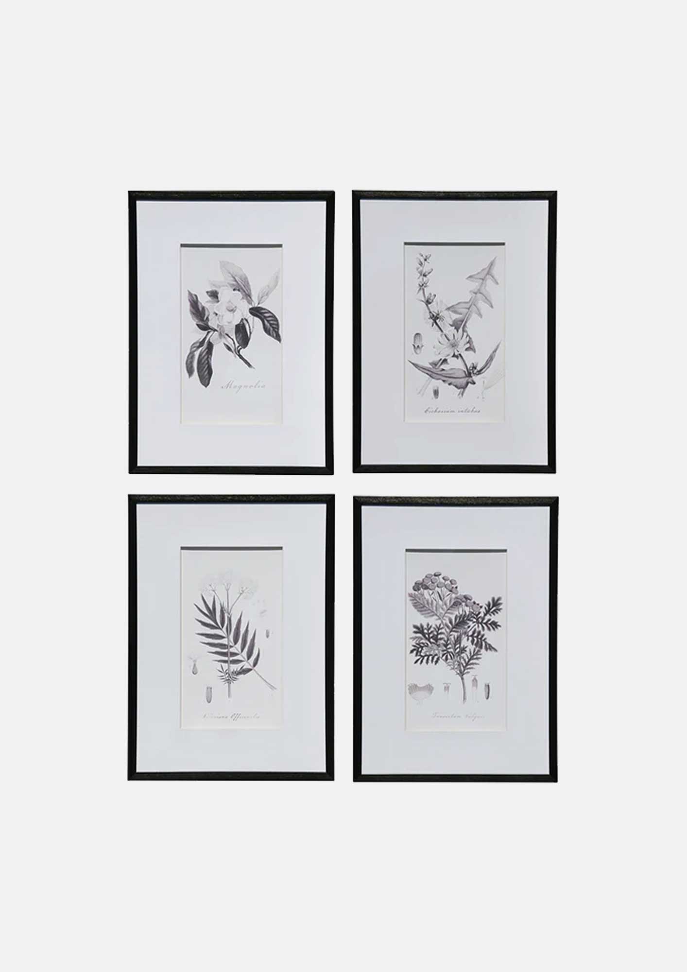 Black & White Botanical Prints Set