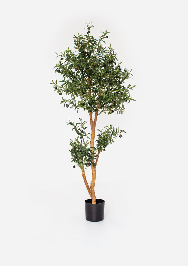 Ophelia Olive Tree - 180cm