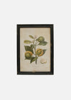 Botanical Wall Art