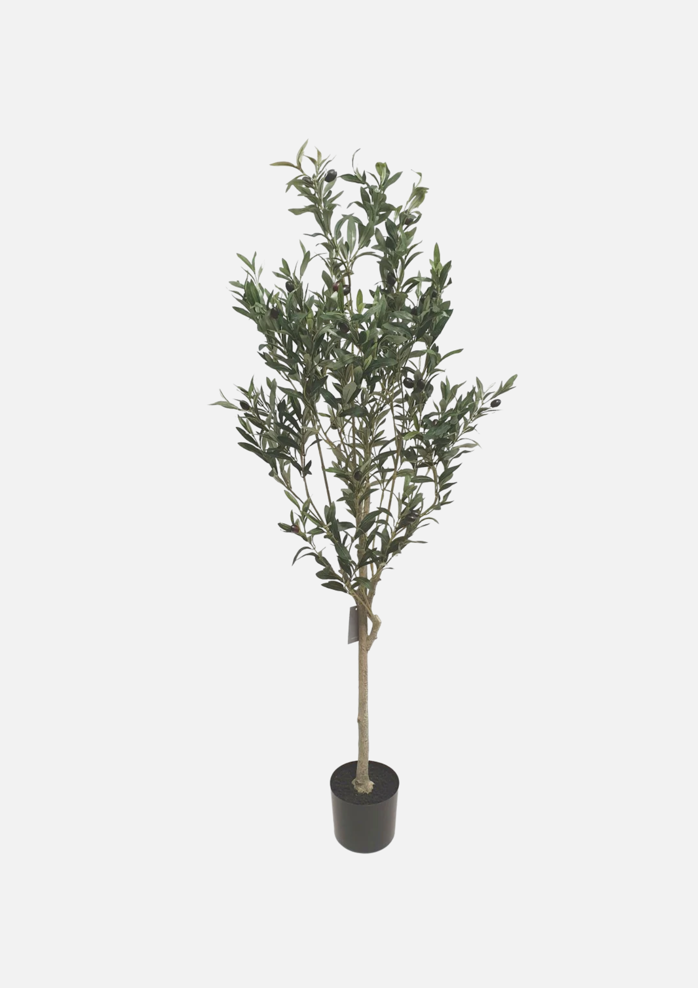 Olive Tree 150cm
